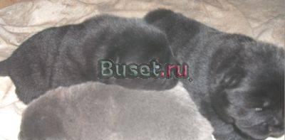 Чау-чау девочки чёрного и мальчик голубого окрас Клин