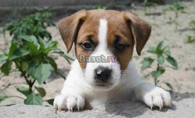 Джек рассел терьер Абаза