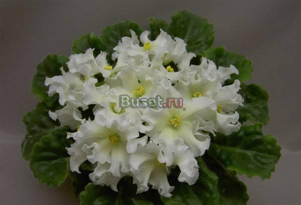 Фиалки-Стартеры,детки,листовые черенки +подарки Самара