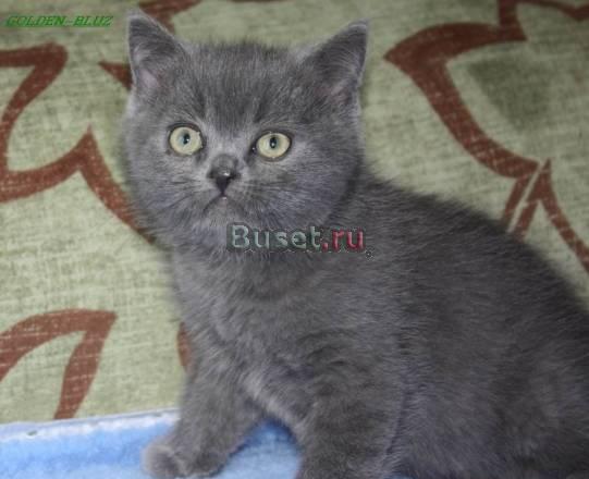 Британский котенок Москва