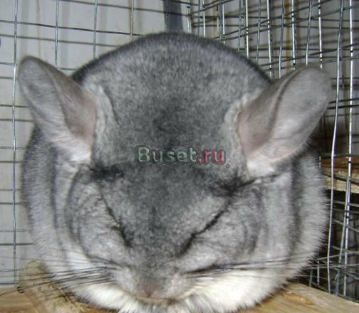 Шиншиллы из питомника Апрелевка