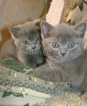Котята Казань