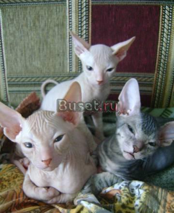 Котят донского сфинкса Екатеринбург