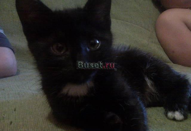 Котята Екатеринбург
