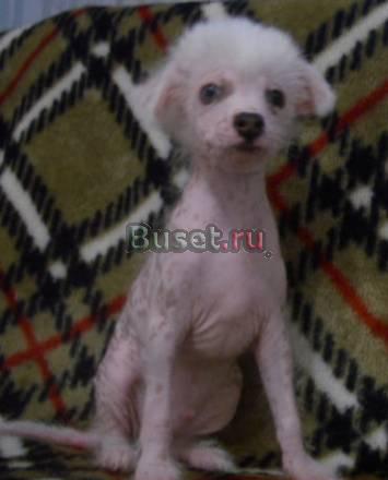 Щенки китайской хохлатой Красноярск