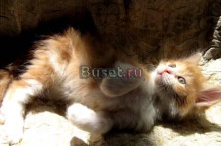 Котята Курильский бобтейл Мытищи