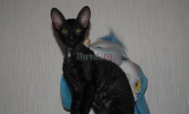 Кудрявые котята Москва