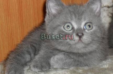 Чистокровный британский плюшевый медвежонок Москва