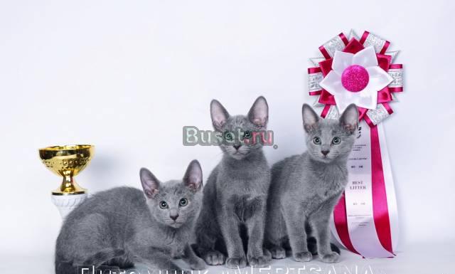 Котята Русской Голубой породы Москва