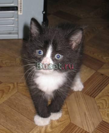 Месячная кошечка ищет хозяина Москва