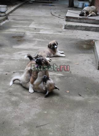 Щенки ищат хозяев Краснодар
