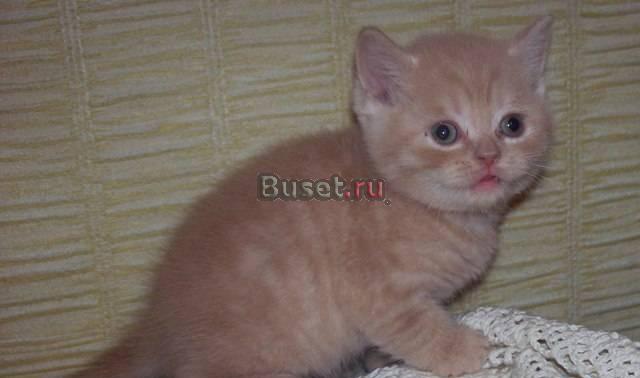 Британские котята в добрые руки Москва