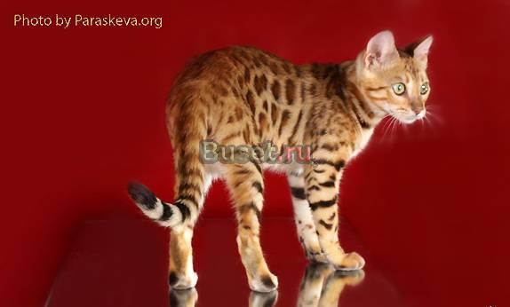 Яркая бенгальская кошечка Санкт-Петербург