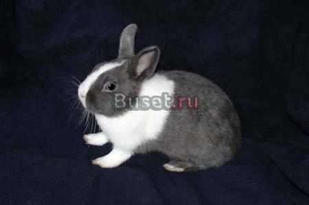 Продаются Крольчата Карликовые голландские Москва