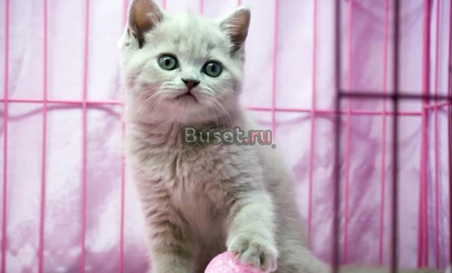Британские и вислоухие котята Москва