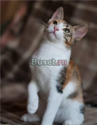 Если бы кошки участвовали в показах мод Москва