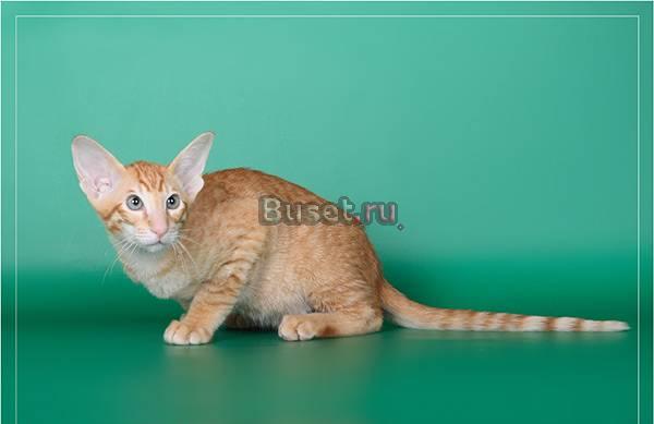 Ориентальные  и сиамские котики Ульяновск