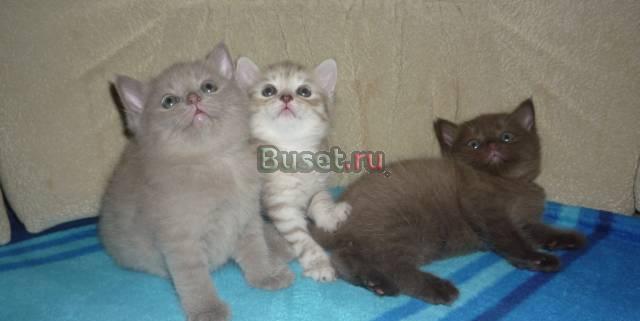 Продаю британских котят Москва