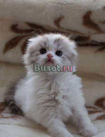Шотландские вислоухие котята Саратов