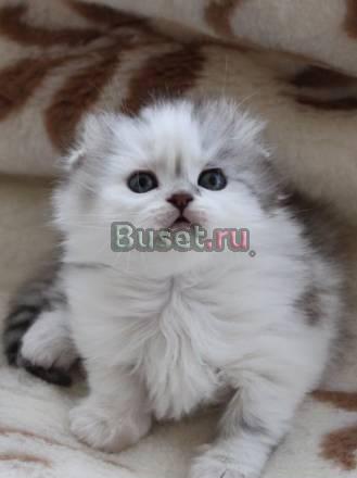 Шотландские вислоухие котята Ростов-на-Дону