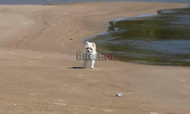 Белоснежный шпиц в активном поиске подружки Березники