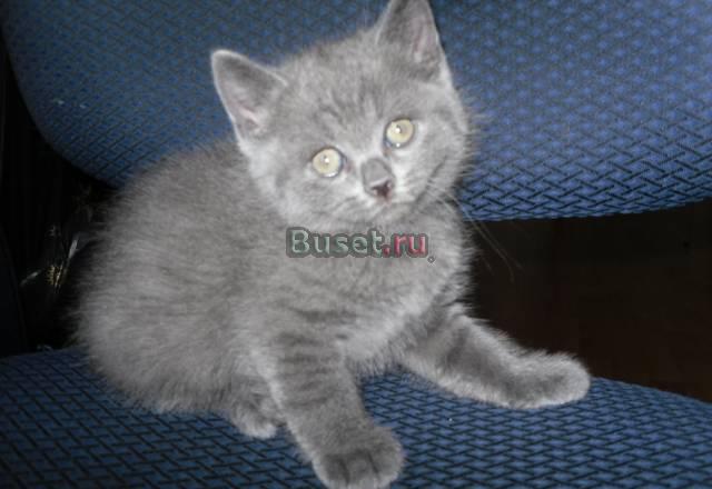 Британские котята Москва