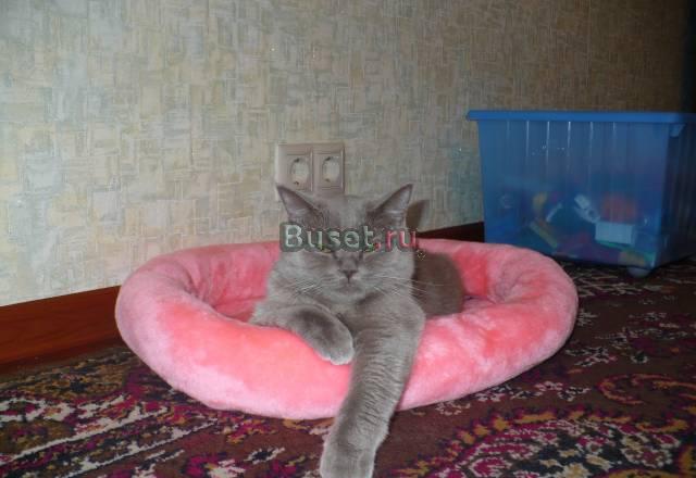Кошку британскую отдам в добрые руки Москва