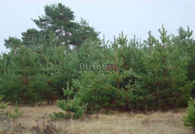Продам 50 соток - 325 000 руб. пмж. Река Переславль-Залесский