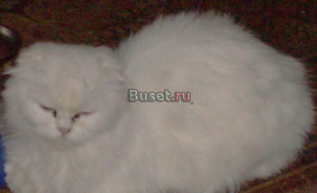 Кошку породы хайленд фолд Москва