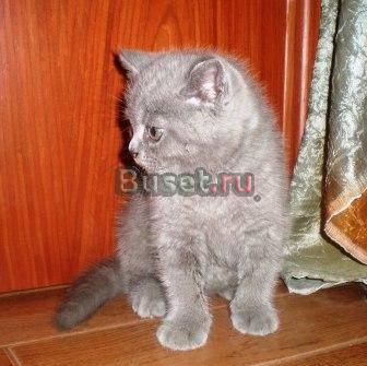 Британский котенок Санкт-Петербург
