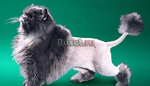 Стрижки собак и кошек волгорад Волгоград