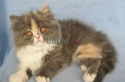 Котенок перс Москва