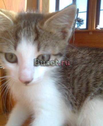 Котят в хорошие руки Москва