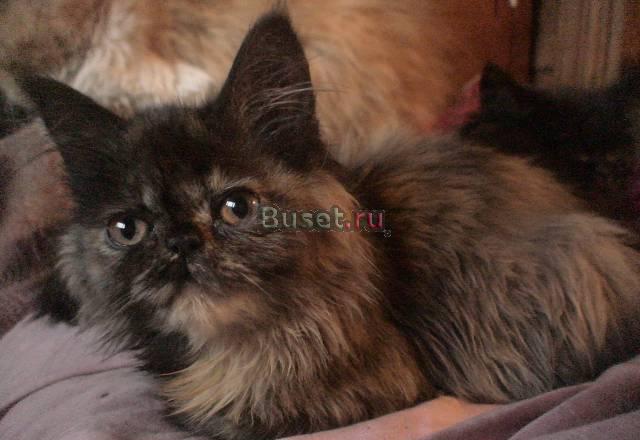 Персид котята рыжий с белым,черный,черепаш4,5 Санкт-Петербург