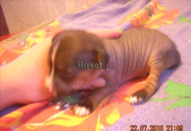 2 голых кобеля китайской хохлатой Ижевск