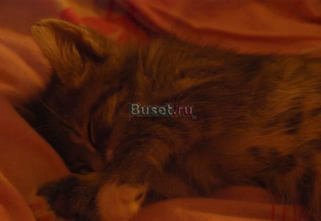 Котенок) Санкт-Петербург
