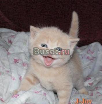 Продам котёнка Москва