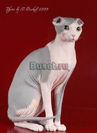 Вязка кота Липецк