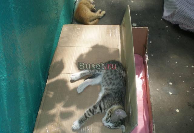 Котята в добрые руки Москва
