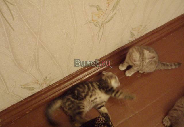 Котятам 2,5 месяца Москва