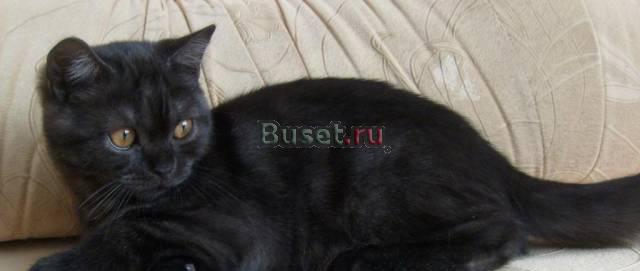Шотландские котята Екатеринбург