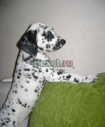 Щенки далматина Саратов