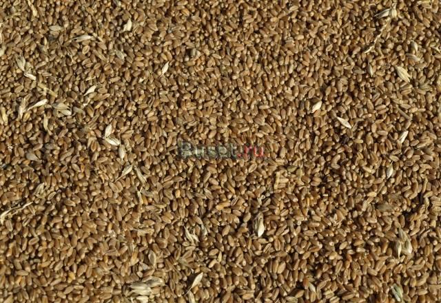 Пшеница 3 класс Тамбов