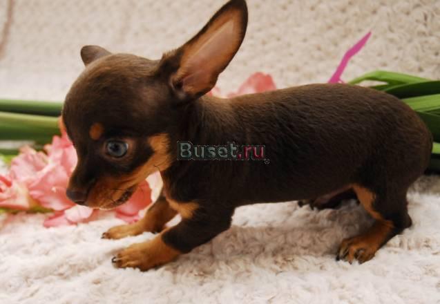 Продается мальчик шоколадный чихуахуа Ватутинки