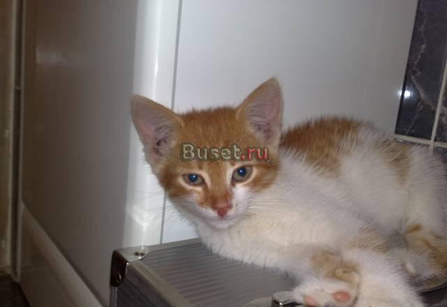 Котек Сонечка в Хорошие Руки Москва