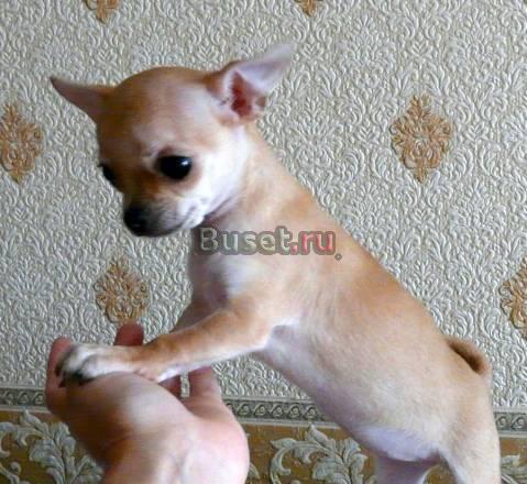 Чихуахуа, девочка, г/ш Москва