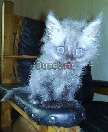Продаем котенка недорого Москва