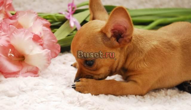 Продается рыжик гш чихуахуа Москва