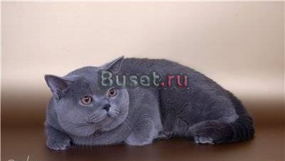 Подаются котята породы Британская короткошерстная Салехард