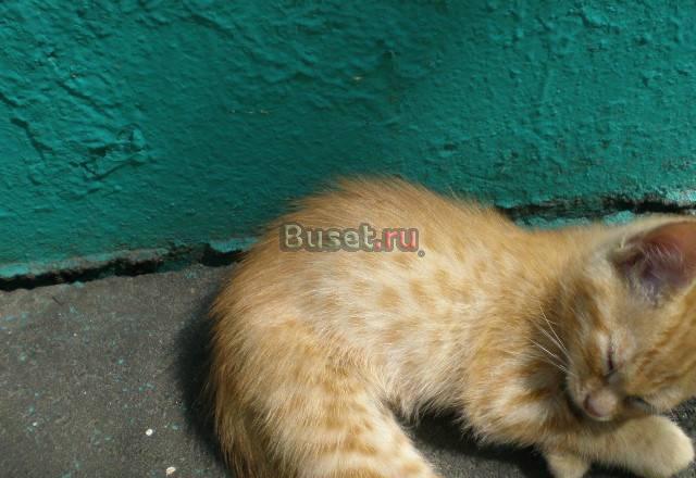 Котята в заботливые добрые руки Москва